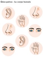 &Eacute;duc-paires-Le corps humain