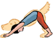 Le chien-Yoga
