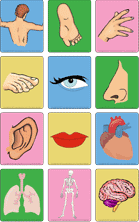 Ouvrir et imprimer-parties du corps