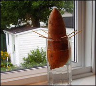 Connaissez-vous la patate douce ?