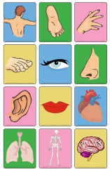 Ouvrir et imprimer-parties du corps