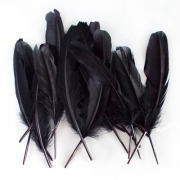 Black goose feathers