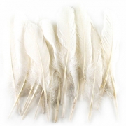Plumes d'oie blanches