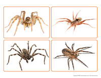 Activite de tri-Araignees