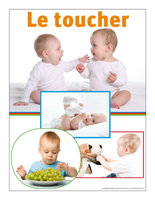 Affiche thématique poupons-Le toucher