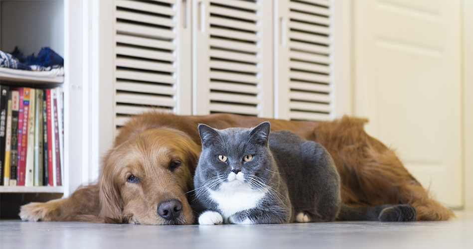 Animaux domestiques en service de garde