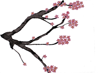 Cerisier-Japon-Photo 04