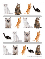 Chaque chat a sa place-1