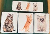 Chaque chat a sa place-2