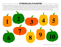 Citrouilles à planter