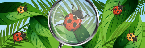 Les coccinelles