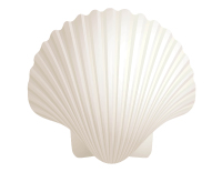 Coquillages géants Coquillages géants