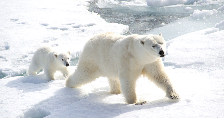 Dire ours polaire