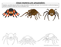 Educ-paires-Araignees