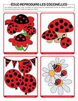 Educ-reproduire-Coccinelles