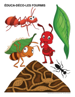 Educa-deco-Fourmis-2