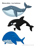 Éduca-déco-Les baleines Éduca-déco-Les baleines