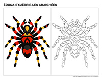 Educa-symetrie-Araignees