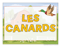 Educa-theme-Canards