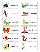 Étiquettes-mots-Insectes