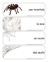 Etiquettes-mots-geants-Araignees-3