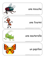 Étiquettes-mots géants-Insectes-1