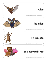 Étiquettes-mots géants-Les chauvesouris-2