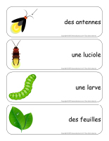 Étiquettes-mots géants-Les lucioles Étiquettes-mots géants-Les lucioles