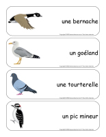 Étiquettes-mots géants-Oiseaux-1