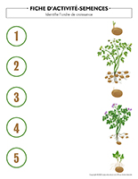 Fiches d’activité-Semences