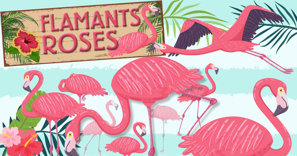 Flamants roses