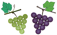 Grape Raisins-photo