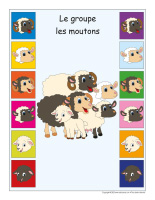 Identification groupe-Moutons