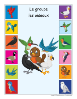 Identification groupe-Oiseaux