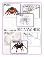 Imagier-Araignees