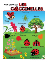 Imagier-Coccinelles