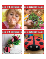 Jeu d&rsquo;images-Coccinelles-2