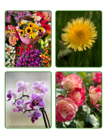 Jeu d’images-Fleurs 2026-1