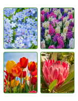 Jeu d’images-Fleurs 2026-2
