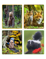 Jeu d’images-Forêt-2