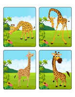 Jeu d'images-Les girafes