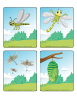 Jeu d'images-Les libellules-2 Jeu d'images-Les libellules-2