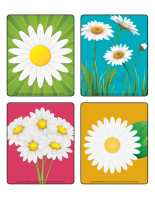 Jeu d'images-Marguerites-1