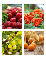 Jeu d'images-Petits fruits-2