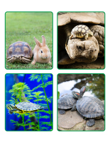 Jeu d’images-Tortues-2