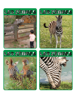 Jeu d’images-Zebres-1