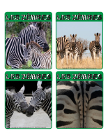 Jeu d&rsquo;images-Zebres-2