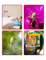 Jeu dimages-Araignees-1