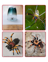 Jeu dimages-Araignees-2