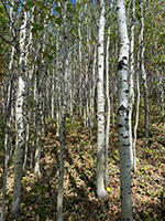 La forêt des bouleaux